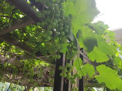 -春晖园度假酒店温泉