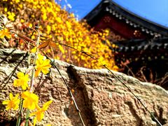 -香山公园