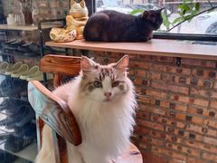 -豆逗聊愈猫阁Easy Life