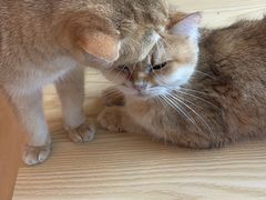 -有喵·猫咖·狗咖·30几只猫10只小狗(岗厦店)