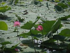 -长春市南湖公园