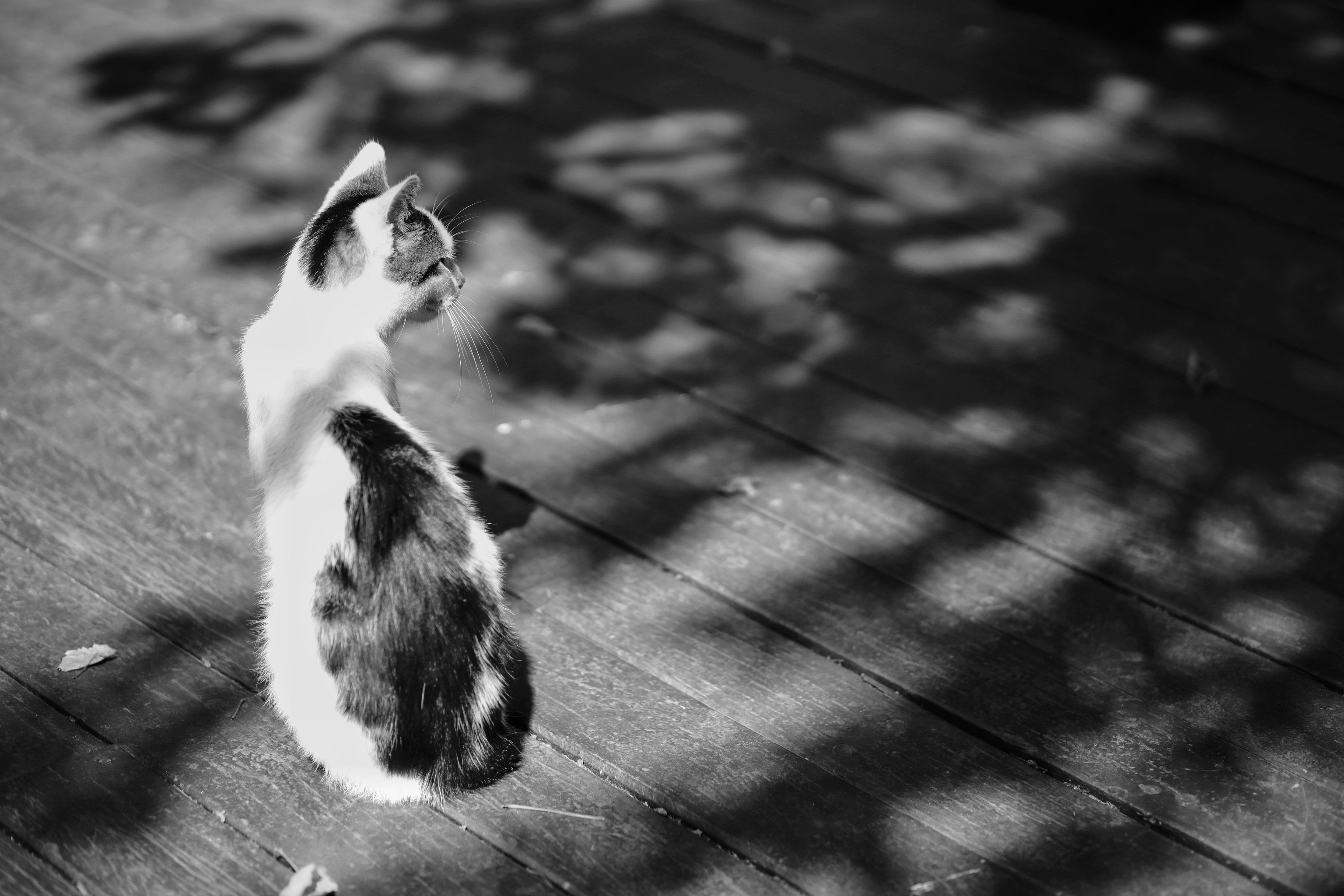 黑白猫的黑白照
