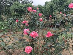 -都江堰玫瑰花溪谷