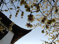 -东山雕花楼