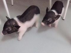 -我爱猫咪·猫咖·狗咖·安哥拉兔·羊驼咖(小寨华旗店)