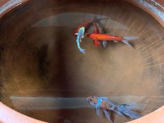 -北京古城老院厉晓麟精致菜