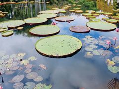 -中国科学院西双版纳热带植物园