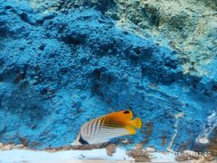 -北戴河圣蓝海洋公园