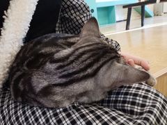 -萌喵咖啡屋(人民东路4号口M16商铺店)