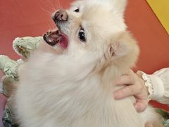 -和它·交个朋友·狗咖猫咖(爱琴海店)