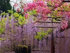 -嘉定紫藤园