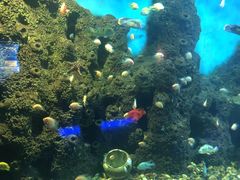 -石家庄海洋公园