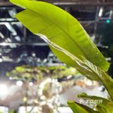 🌲🌱🍃#JNBY温室创意展