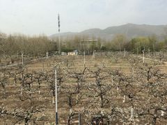 景观位-那家山城(樱桃园店)