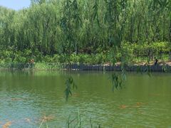 -大兴滨河森林公园