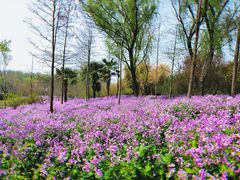 -梅花山(明孝陵内)