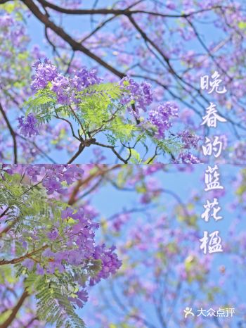 在春城赶上了晚春的蓝花楹末班车