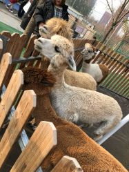 -萌宠亲子动物乐园(槐房万达店)