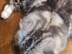 -绒爪撸猫下午茶·猫咖
