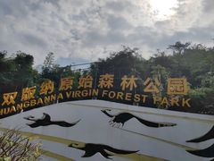 -西双版纳原始森林公园