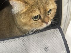 -安安宠医宠物医院·异宠·犬猫内科(岳阳分院)