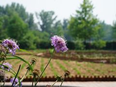 -意大利农场度假村