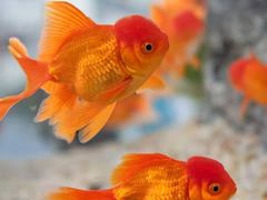 -奥体中心游泳馆