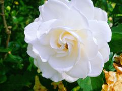 -广西壮族自治区药用植物园