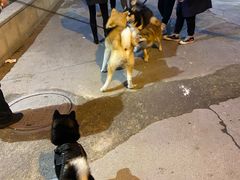 -喜柴咖啡·柴犬狗咖