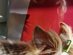 -欧奕国际动物医院