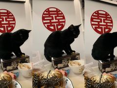 -爱侣宠医·鹦鹉专科·小型哺乳类·异宠专科(灵石路店)