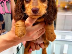 -萌宠之家·腊肠犬·马尔泰·小体犬舍