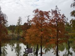 -上海长兴岛郊野公园