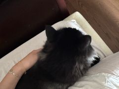 -爱妮康宠物医院·干细胞免疫细胞·肿瘤·心脏(张江店)