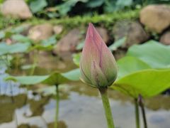 -厦门园林博览苑