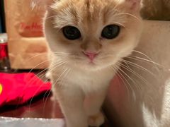 -lincat·猫舍(广州店)