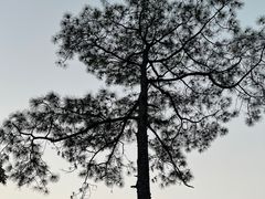 -火炉山森林公园