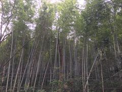 -福清灵石山国家森林公园