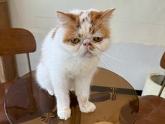 -共舞时光猫咖·狗咖(新街口店)