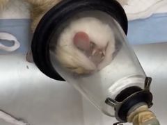 -艾贝尔宠物医院·24H转诊中心·肿瘤猫专科(江宁双龙店)