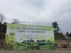 -桑洲油菜花景区