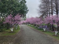 -上海海湾国家森林公园