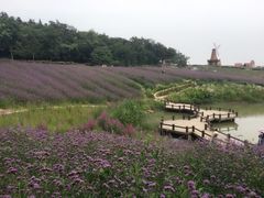 -大塘金香草谷