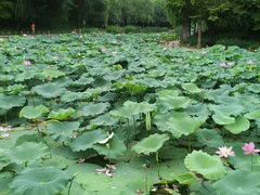android_upload_pic-来之顺海鲜菜馆·青岛菜(栈桥店)