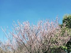 -白塘生态植物园