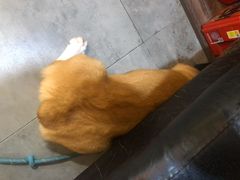 -严国平动物医院(德政总院)