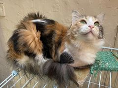 -猫色咖啡·猫咖