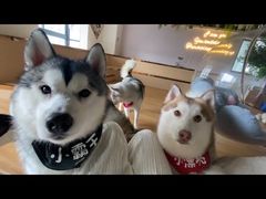 -Husky Go! 哈士奇体验馆·宠物咖啡厅狗咖