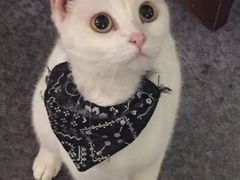 -猫色咖啡·猫咖