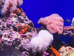 -江和美海洋公园
